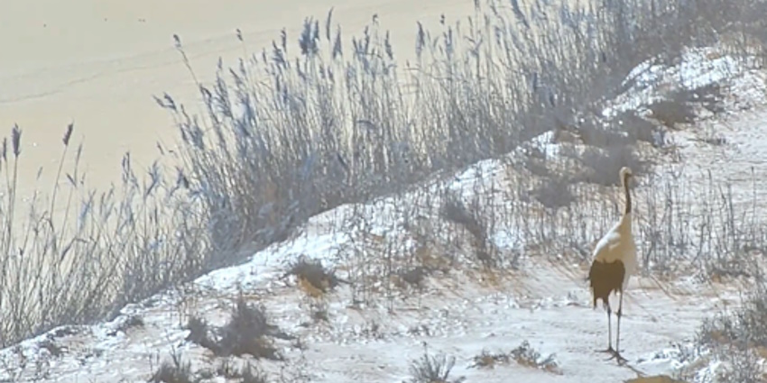 Red-crowned crane captured by Dahua camera